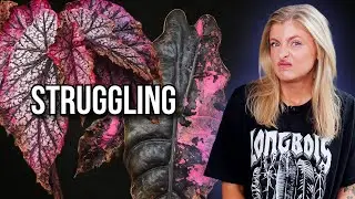 These Plants Are Struggling in Winter (And I&rsquo;m Not Sure Why)
