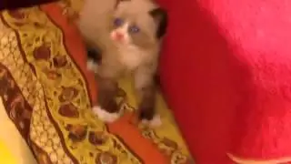 chaton-peur-aspirateur.mp4