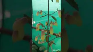 &ldquo;Do you know this plant name? 🌱&rdquo; comment below #plant #plants #lantern