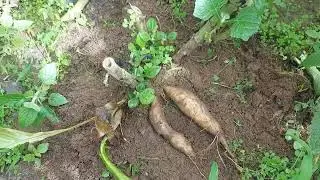 Cách trồng sâm đất nhanh cho củ to và đẹp video mới nhất