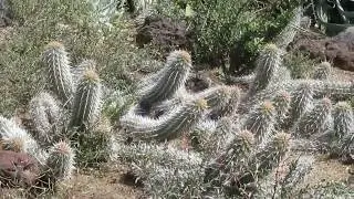 Succulents: Stenocereus Eruca  The Creeping devil