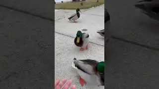 Hungry Cute Duck Biting my Finger😃 #short #2023 #Duck Bite my Finger.