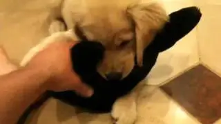 My dog plays fetch with an orca