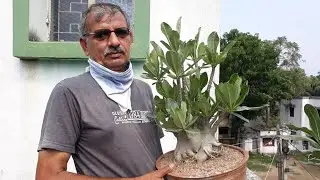 Arabicum Adenium/  Dorset Horn Adenium.(DHA).Arabicum Bonsai.Buy Adenium Arabicum Online  Seller