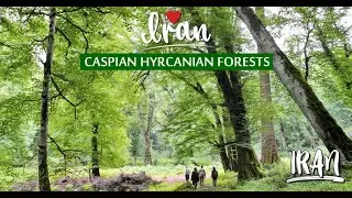 IRAN - Hyrcanian Forests