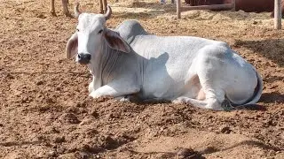  Top quality Tharparkar cow  for breeding #cow #dairyherd #dairyfarm #bull #baffalo #farm #farming 