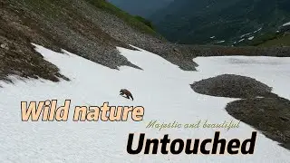 Дикая Камчатка 4K #bear #untouchable #wildlife