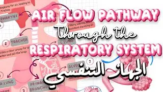 Lungs, Bronchi, Alveoli & Gas Exchange &bull; Respiratory System