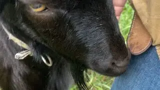 帰りたくなくて駄々っ子するヤギ【ペット】【動物】【癒し】
