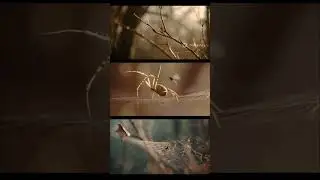 मकड़ी जाल से शिकार कैसे करती है? | Amazing Science 🕷️ | Explained | Visual Science Facts