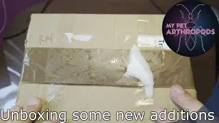 New additions - a box of scorpions