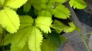Kruidje-roer-me-niet / Sensitive plant / Sleepy plant / Touch-me-not
