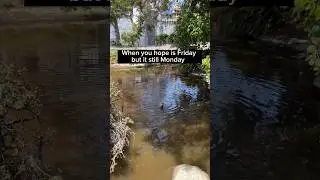 🦆 Disney ducks can be entertaining #shorts #disneyland #disneypark #disney #ducks #funnymoments