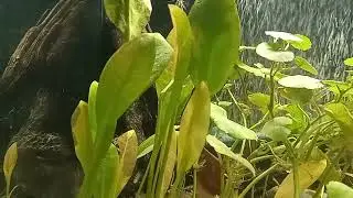 Amazon Sword (Echinodorus grisebachii)