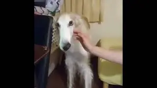 Long nose dog