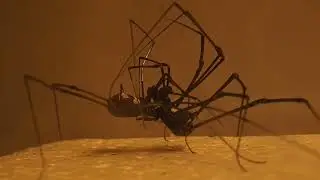 Poecilaemula lavarrei (Opiliones - Cosmetidae) courtship and copulation