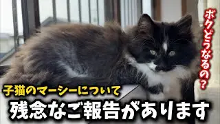 ごめんなさい！子猫に可哀想な思いをさせてしまいました