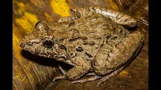 Fejervarya cancrivora