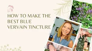 How to Make the Best Blue Vervain Tincture | Herbal Medicine Tips & Benefits | Ashley Elenbaas