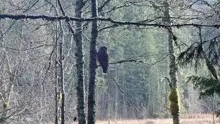 Mountain Moment: Barred Owl