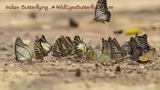 Mud puddling of Butterflies