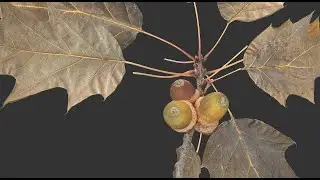Branch of a Sharp-Leaved Oak