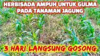 HERBISADA AMPUH UNTUK GULMA PADA TANAMAN JAGUNG