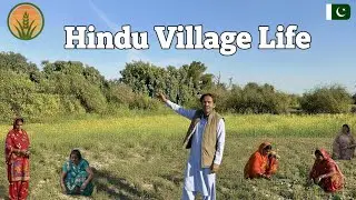 Sindh ke Khubsurat Khet aur Bagh | Hindu Village Life Pakistan