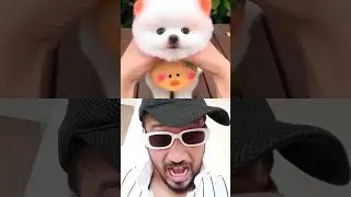 Cute Dog 🐶 Remix reaction shorts #remixshorts #reaction #trendingshorts #viralvideo #dog #youtube