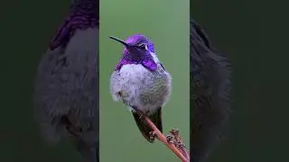 Meet the Hummingbird Nature&rsquo;s Flying Jewel 🐦🌺✨ #shorts #hummingbird #birds
