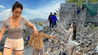 Amazing duck delivery trip 2 days 1 night, 50KM boat trip with thousands of ducks in Vietnam