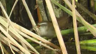 Moustached Warbler from Nandur Madhmeshwar.