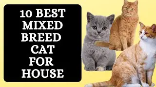 10 Best Mixed Breed Cats for Your House