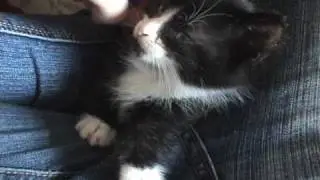 Our first day with our new kitten!