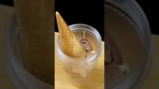 Chocolate milk Shake