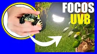☀️ What kind of lamp do turtles NEED? 🐢