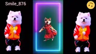 Cute cat animals dance 😍 Super viral video 📷 Smart cat dance 😻 funny dance #funny #cat #dance #cute