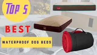5 Best Waterproof Dog Beds ( Buying Guide )