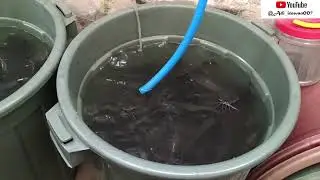 Cara meminimalisir kerugian pada awal tebar lele