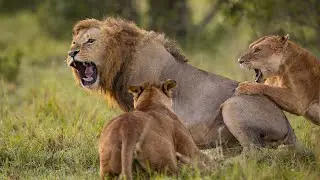 The Fig Tree Pride take on the Rongai Rockers