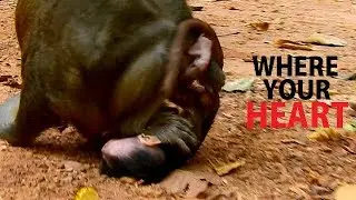 WHERE YOUR HEART ... LOOK MY MOM !! Poor Alba hurt under terrified leg Because reason get milk.
