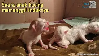 SUARA ANAK KUCING MEMANGGIL INDUKNYA | BISA DIBUAT MANGGIL KUCING