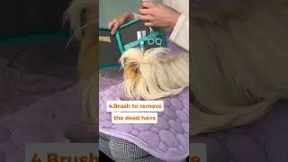Guinea Pig Skincare Routine