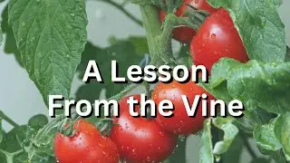 A Lesson from the Vine | July 20, 2025