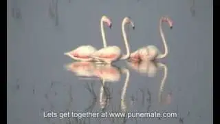 Flamingos in Bhigwan 1