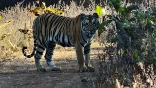 🐅 Tiger in Action | Powerful Hunt as Tiger Attacks Sambar Deer 🦌 | Wildlife Moment