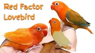 Lovebirds Most Beautiful Colour Mutation Red Factor How To Create This Colour |Lovebird Aviary Bird