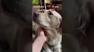 Собаки &mdash; самые лучшие 🐶❤️ #собаки #собачьишорты #собакинаYouTube #милыесобаки #тренд #fyp
