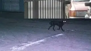 Spector // Fine Not Fine (alternate video)