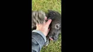 Ranger - adorable Poogle